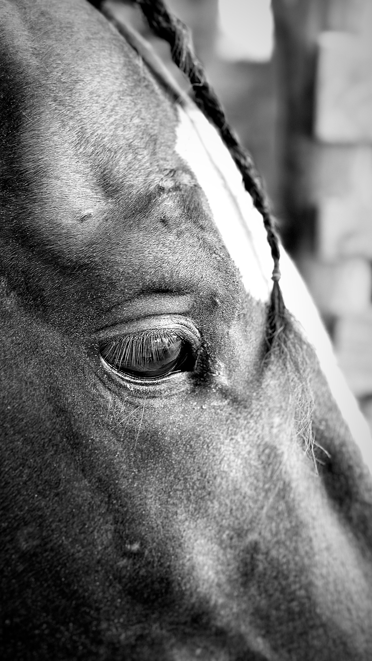 EKI, nuestro caballo