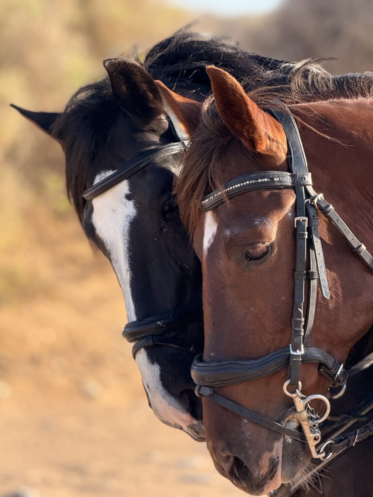 Nuestro caballos, Eki y Amir.