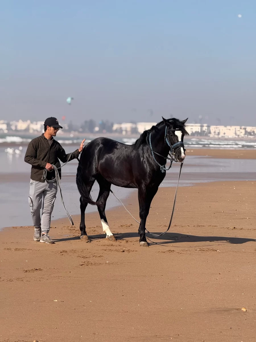 Essaouira Horseriding
